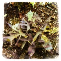 Grigsby’s New Plants, 10ap.11