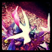 Grigsby’s New Plants, 10ap.11