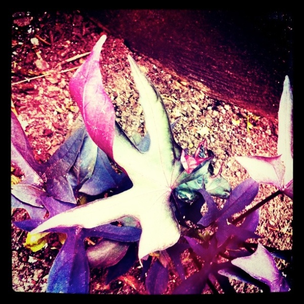 Grigsby’s New Plants, 10ap.11