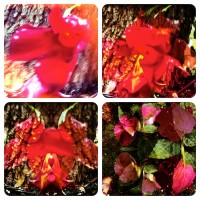 Grigsby’s New Flowers 22my.11