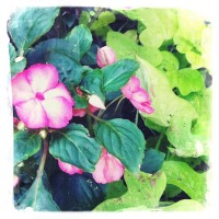 Grigsby’s New Flowers 22my.11