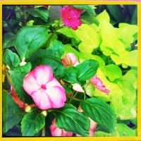 Grigsby’s New Flowers 22my.11