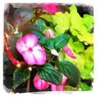 Grigsby’s New Flowers 22my.11