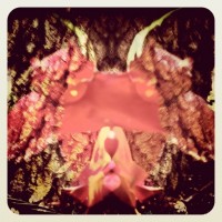 Grigsby’s New Flowers 22my.11