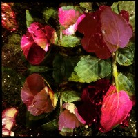 Grigsby’s New Flowers 22my.11