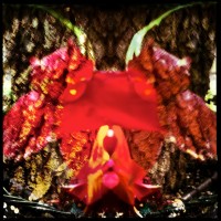 Grigsby’s New Flowers 22my.11