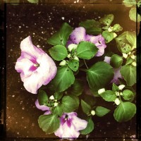 Grigsby’s New Flowers 22my.11