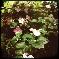 Grigsby’s New Flowers 22my.11