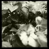 Grigsby’s New Flowers 22my.11