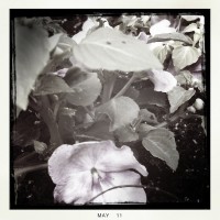 Grigsby’s New Flowers 22my.11