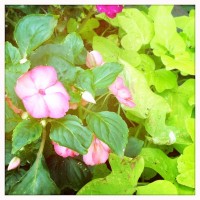 Grigsby’s New Flowers 22my.11