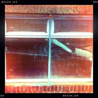 Caged, a G.S.V. Self-Portait (Rephotographed), Oldham UK