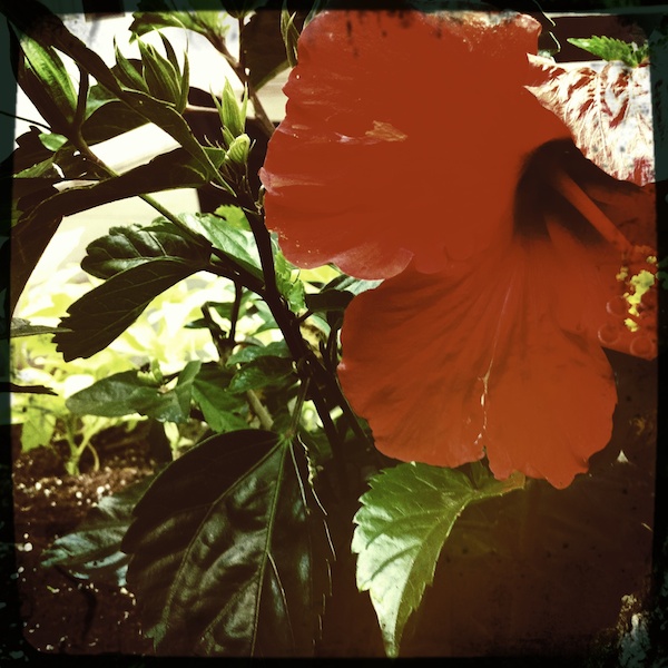 Grigsby’s New Flowers, 10ap.11