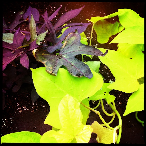 Grigsby’s other new plants