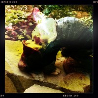 The Yoga-ing Yard Gnome!