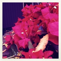 Hipstamatic Disposable update – the MegaZuck 84 camera