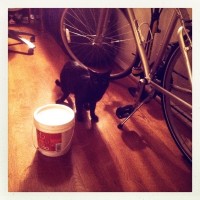 Hipstamatic Disposable update – the MegaZuck 84 camera