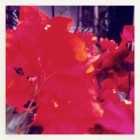 Hipstamatic D-Series