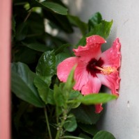 Dallas Farmer’s Market