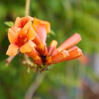 Dallas Farmer’s Market