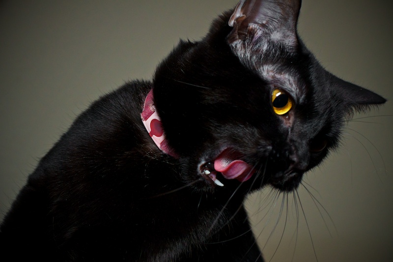 365.27 Stop Popping that Damn Flash in My Face!