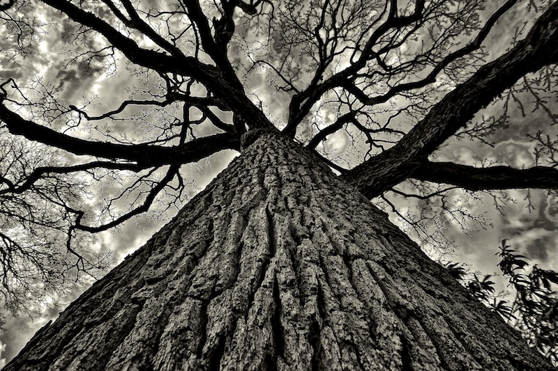 365.34 Fully Automatic, Fully Adjusted