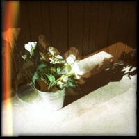 Hipstamatic Disposable update 5 – the Rodney ZX9 camera