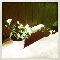 Hipstamatic Disposable update 2 – the D-Fault camera