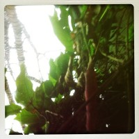 Hipstamatic Disposable update 2 – the D-Fault camera