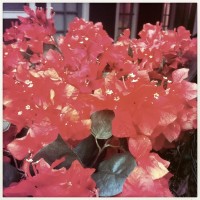 Hipstamatic Disposable update 7 – the Unicorn MG camera