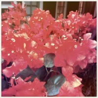 Hipstamatic Disposable update 7 – the Unicorn MG camera