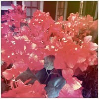 Hipstamatic Disposable update 7 – the Unicorn MG camera