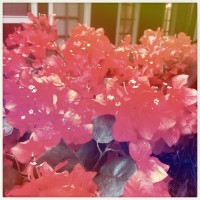 Hipstamatic Disposable update 7 – the Unicorn MG camera