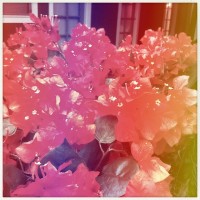 Hipstamatic Disposable update 7 – the Unicorn MG camera