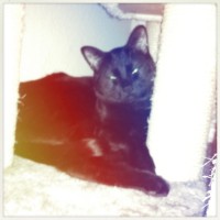 Hipstamatic Disposable update 7 – the Unicorn MG camera