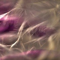 The Super Macro Bros.