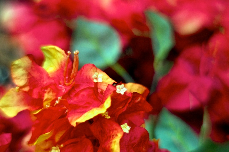 365.78 Reversed Walkaround