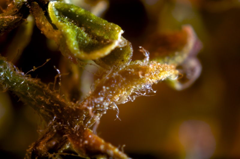 365.93 tree droppings @ 8:1