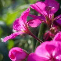 Dallas Blooms photowalk