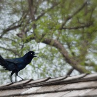 Dallas Blooms photowalk