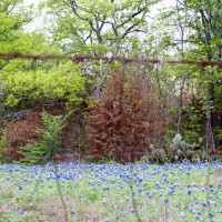 365.81 Spring Creek Forest Preserve Photowalk