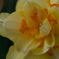 Dallas Blooms photowalk