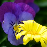 Dallas Blooms photowalk