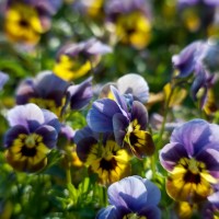 Dallas Blooms photowalk