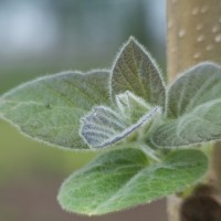 Dallas Blooms photowalk