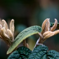 Dallas Blooms photowalk