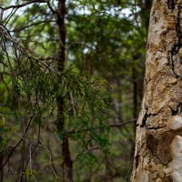 365.81 Spring Creek Forest Preserve Photowalk