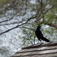 Dallas Blooms photowalk