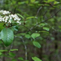 365.81 Spring Creek Forest Preserve Photowalk