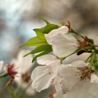 Dallas Blooms photowalk